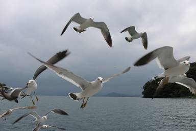 鳥, 水, 屋外, 動物 が含まれている画像

自動的に生成された説明